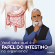 Papel do Intestino