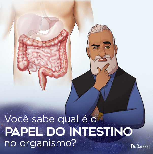 Papel do Intestino